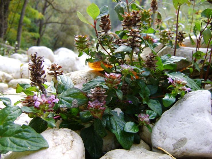 sul greto del torrente - Prunella vulgaris